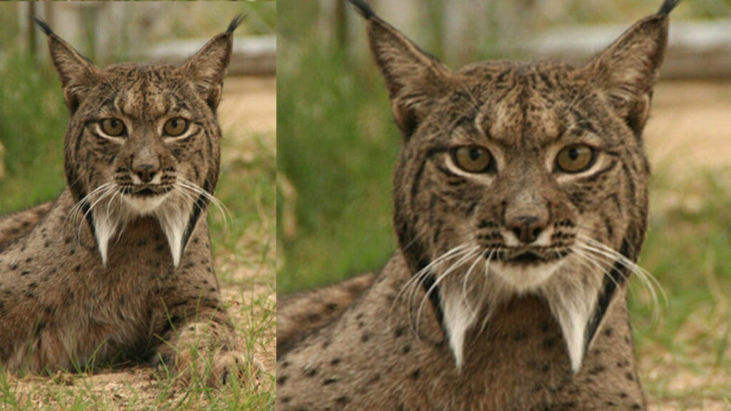 Todo Lo Que Debes Saber Sobre Los Felinos Linces Ib Rico