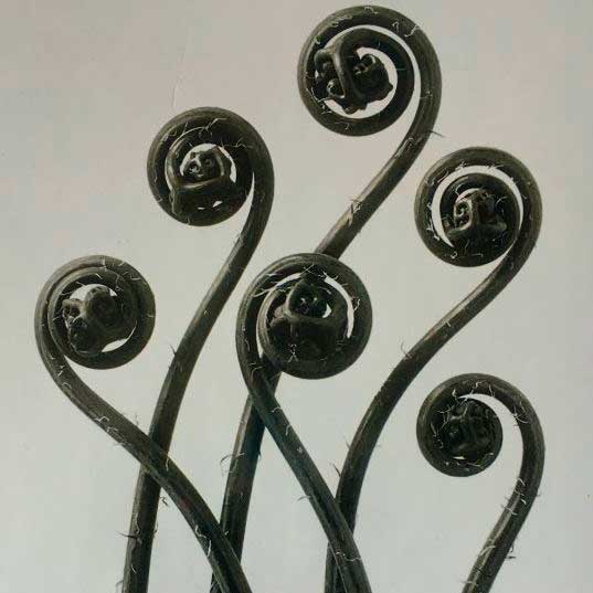 Karl Blossfeldt. Unformen der Kunst en Museo Nacional Thyssen-Bornemisza en Madrid