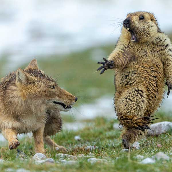 Wildlife Photographer of the Year 2019 en Colegio Oficial de Arquitectos de Madrid