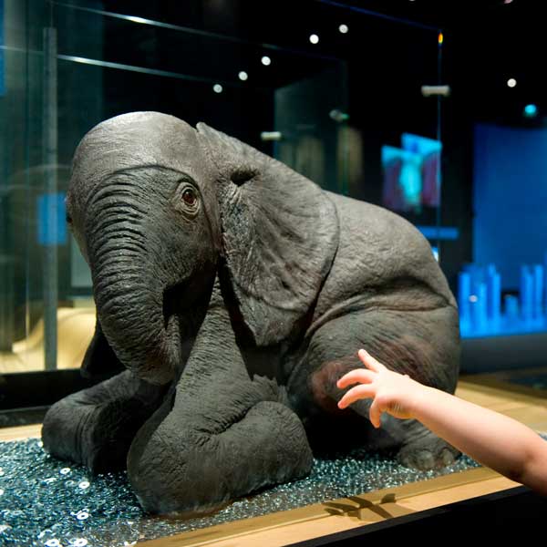 Bebés animales en Museu Blau en Barcelona