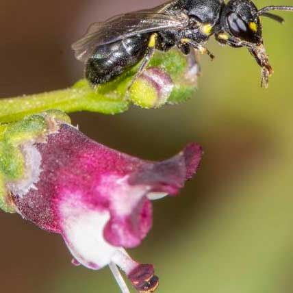 Más que abejas. Polinizadores y flores, la vida en juego en Jardín Botánico de Barcelona