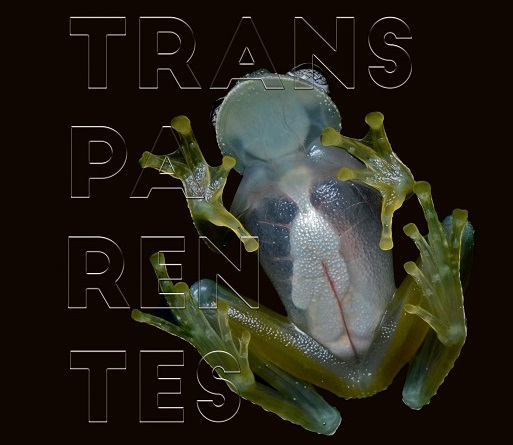 El Museo de la Ciencia organiza una charla sobre animales transparentes del Mediterráneo