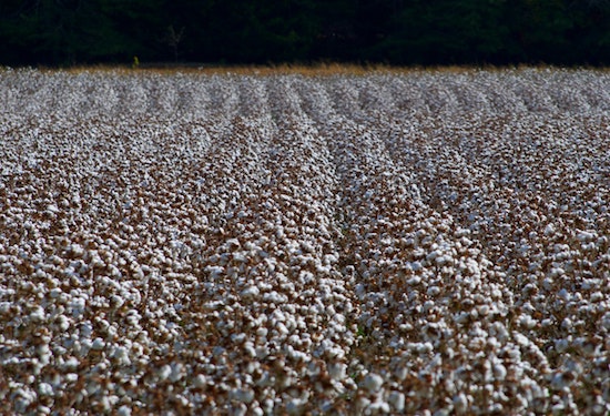 En la soledad de los campos de algodón en Murcia