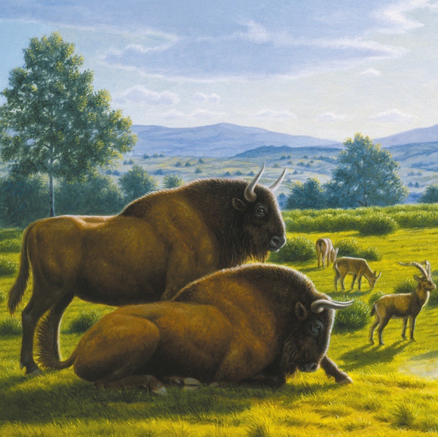 visita el museo de altamira mauricio anton ilustracion bisontes
