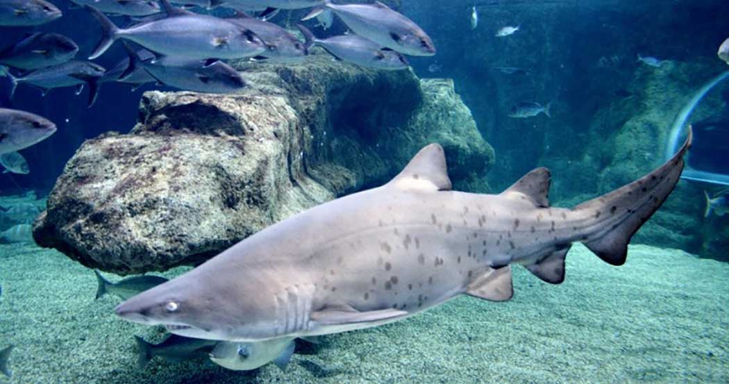 aquarium costa de almeria en roquetas de mar