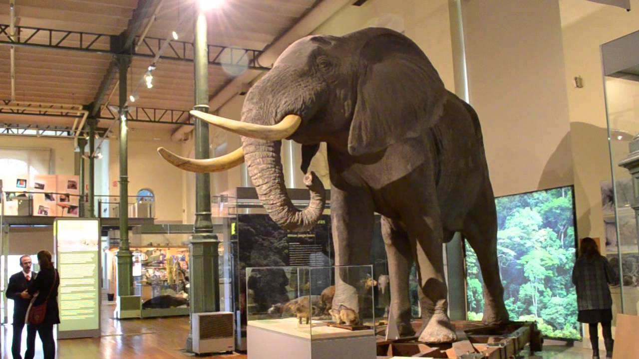 Museo Nacional de Ciencias Naturales aniversario gratis