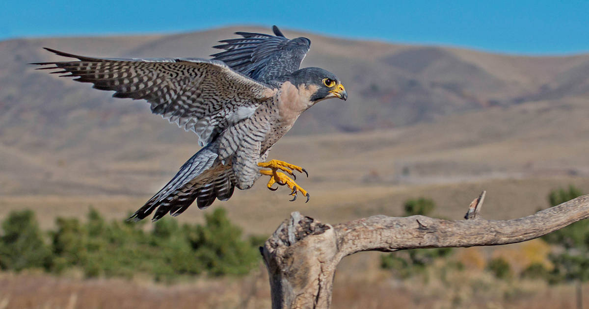 Peregrine Falcon Branch Landing